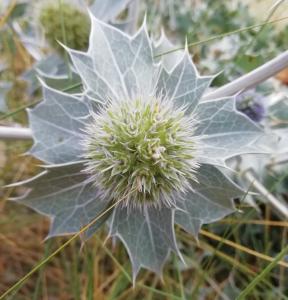 Pat 12 Blauwe distel